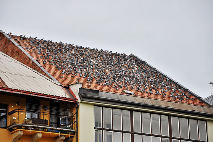 A2B Pest Control are able to install spikes to deter birds from roofs in Deptford. 