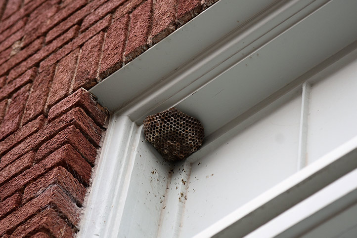 We provide a wasp nest removal service for domestic and commercial properties in Deptford.